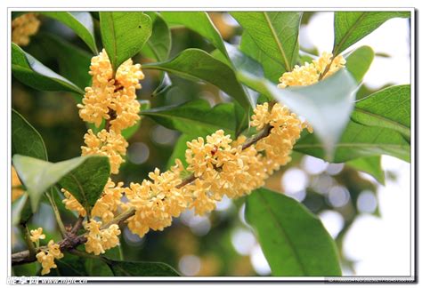 桂花特性|桂花